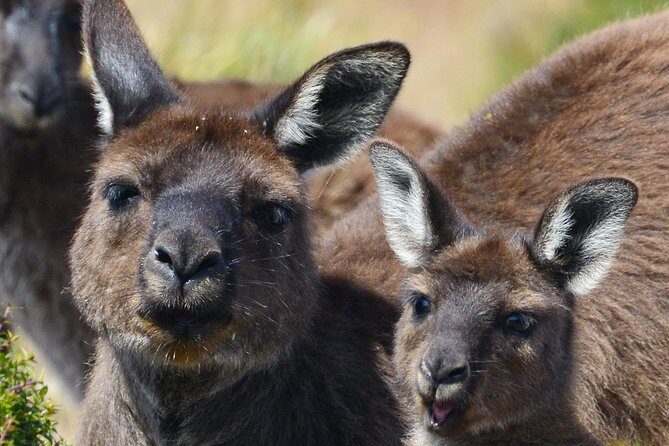 Guided Koala Walk and Bushfire ecology tour - What to Expect from the Tour