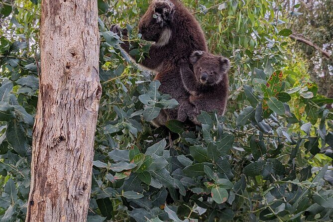 Guided Koala Walk and Bushfire ecology tour - The Group Size and Practicalities