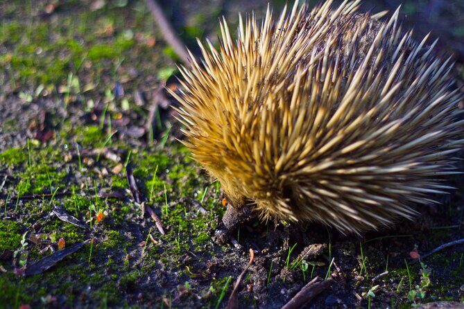 Guided Koala Walk and Bushfire ecology tour - Authentic Encounters and Real Reviews