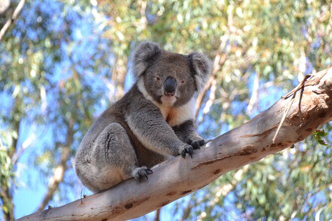 Guided Koala Walk and Bushfire ecology tour - The Sum Up