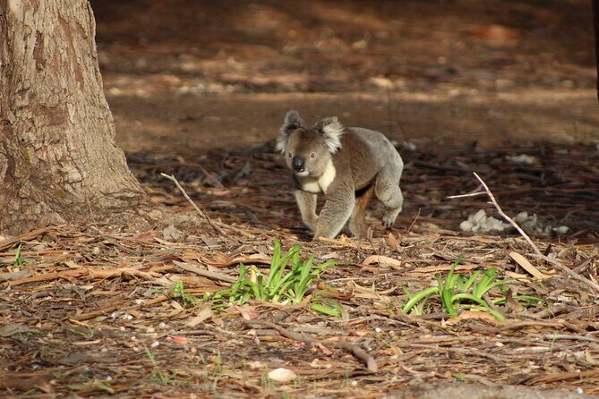 Guided Koala Walk and Bushfire ecology tour - Frequently Asked Questions