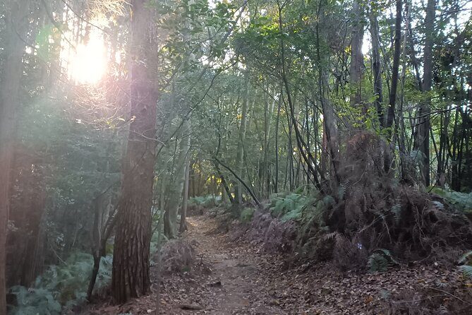 Guided Kyoto Trail Higashiyama Fushimi Inari To Kiyomizudera - Connecting to Nature at Tsurugi Shrine