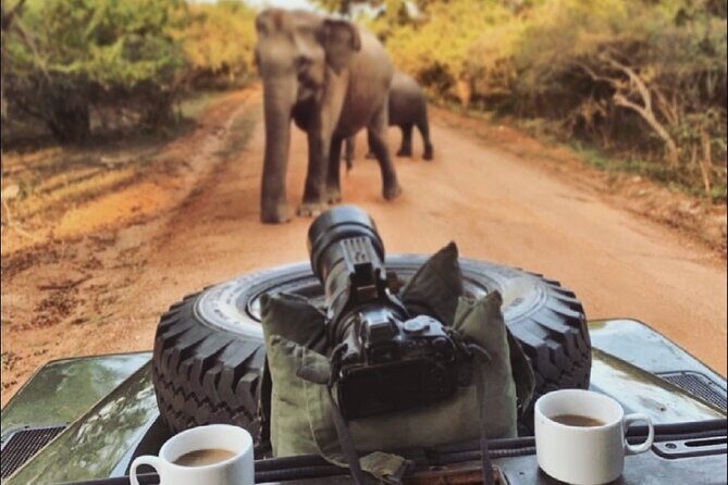 Guided Leopard Safari in Yala National Park in a Land Rover Defender - The Value of the Experience