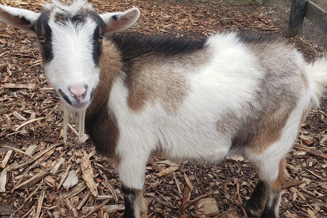 Guided Lilymoore Alpaca Farm Tour - FAQs