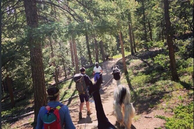 Guided Llama Hike in the Rocky Mountains - Key Points