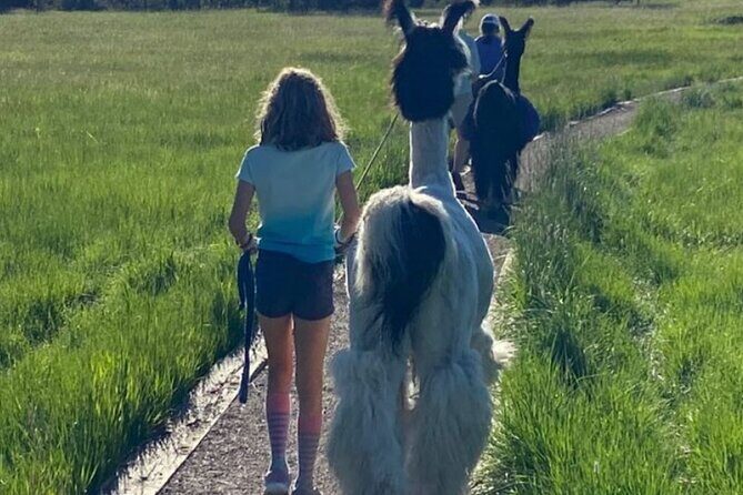 Guided Llama Hike in the Rocky Mountains - Final Thoughts