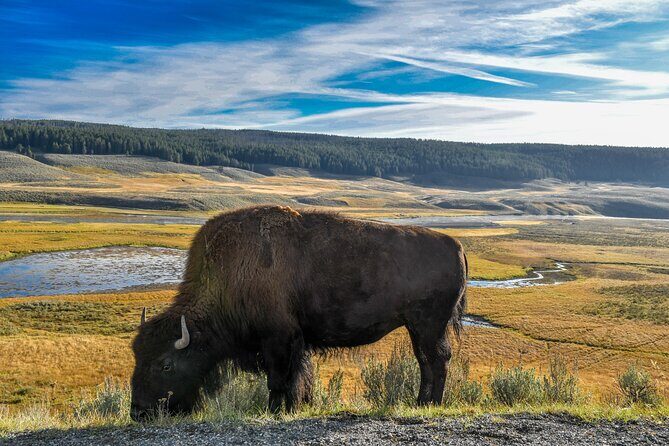 Guided Lower Loop of Yellowstone from Cody, WY - Who Would Love This Tour?