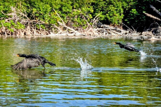 Guided Mangrove Eco Tours Kayak or Paddleboard Adventure - The Educational and Environmental Aspect