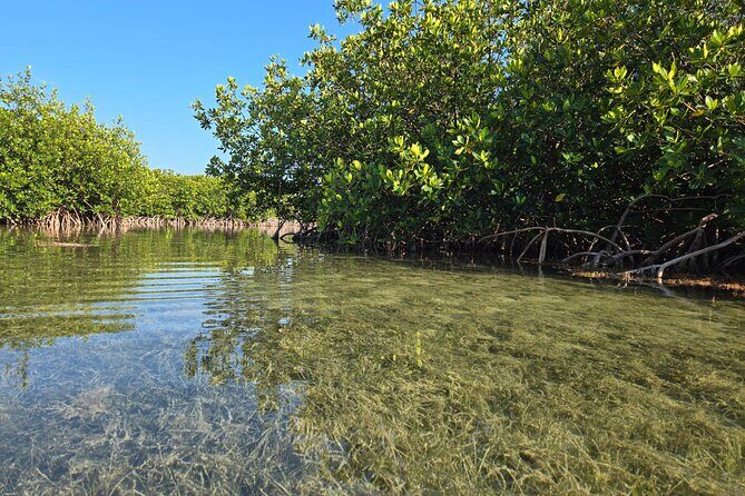 Guided Mangrove Eco Tours Kayak or Paddleboard Adventure - Practical Details and Considerations