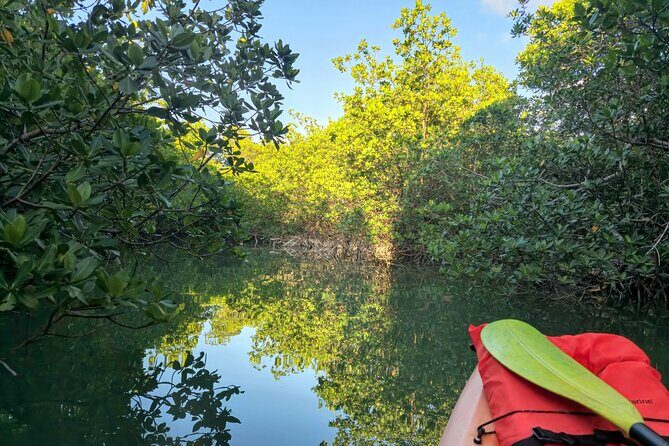Guided Mangrove Eco Tours Kayak or Paddleboard Adventure - Authentic Traveler Insights