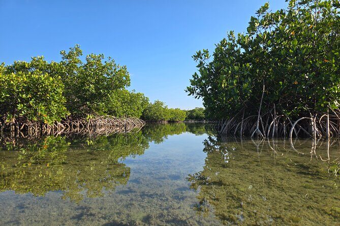 Guided Mangrove Eco Tours Kayak or Paddleboard Adventure - The Sum Up: Who Will Love This Tour?