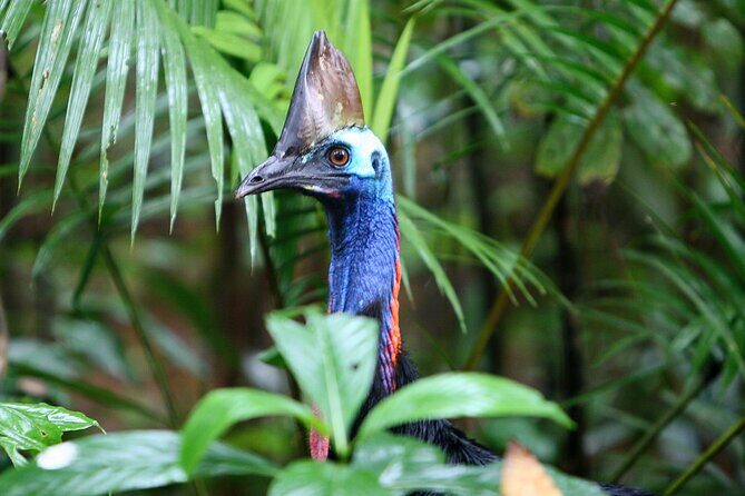 Guided Night Walk in Cape Tribulation - Key Points