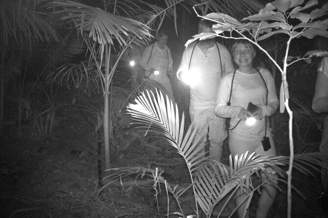 Guided Night Walk in Cape Tribulation - An In-Depth Look at the Experience
