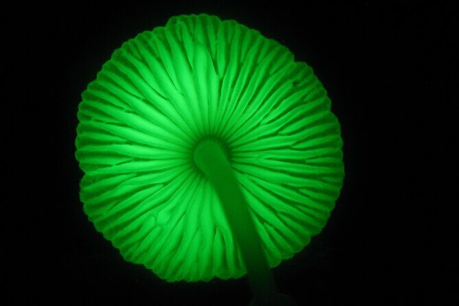 Guided Night Walk in Cape Tribulation - The Sum Up