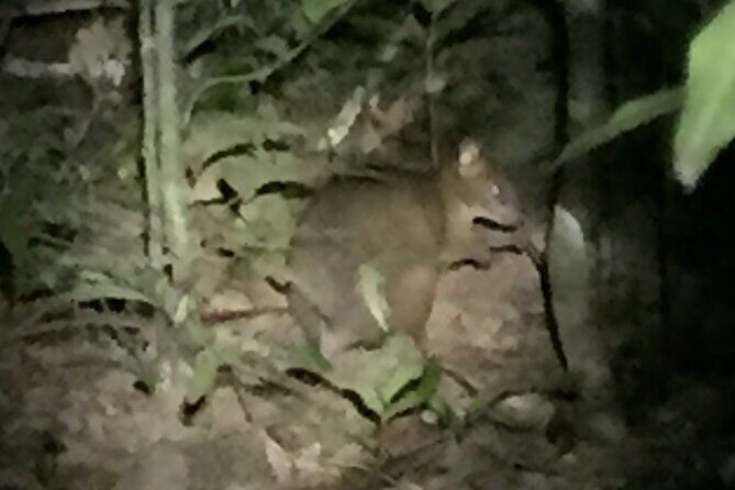 Guided Night Walk in Cape Tribulation - FAQs