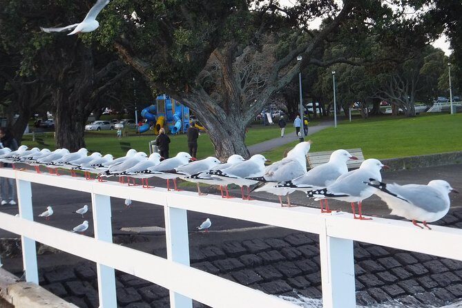 Guided North Head Fort Segway Tour in Devonport Auckland - Pricing and Value