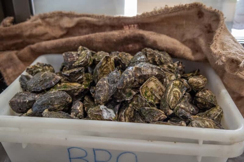 Guided Oyster Tasting - FAQ