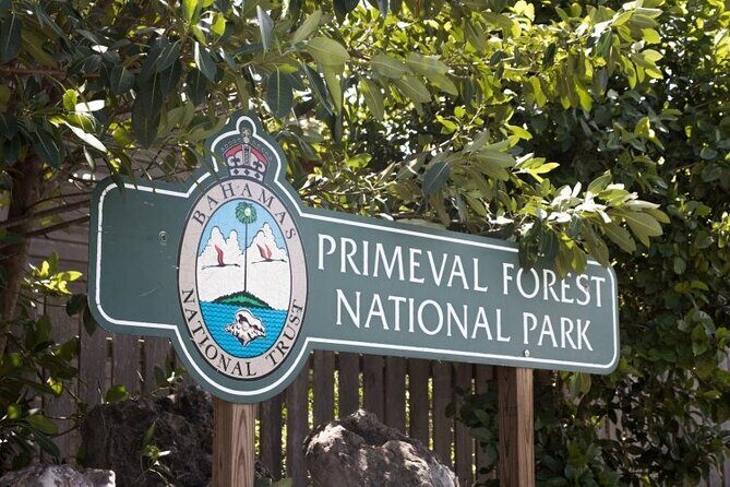 Guided Primeval Nature Walk Tour in Primeval Forest National Park - Exploring Nassau’s Primeval Forest: A Nature Lover’s Guided Walk