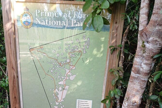 Guided Primeval Nature Walk Tour in Primeval Forest National Park - Key Points