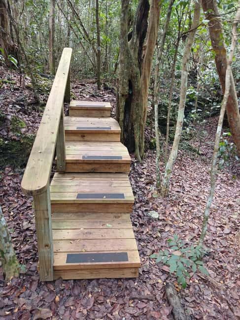 Guided Primeval Nature Walk Tour - What to Expect from the Primeval Nature Walk Tour