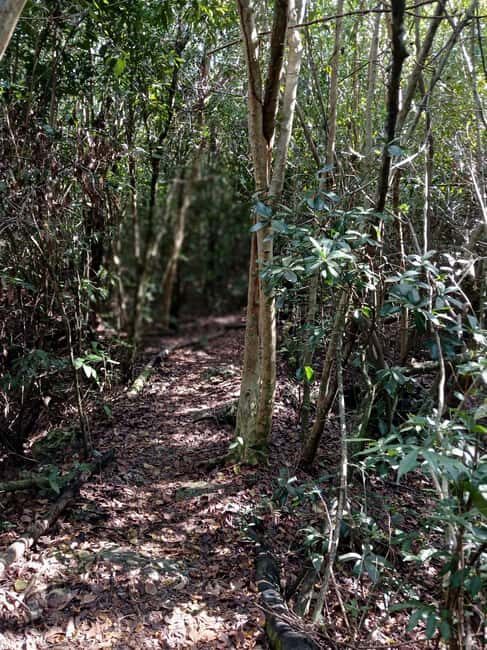 Guided Primeval Nature Walk Tour - Authentic Insights from Traveler Reviews