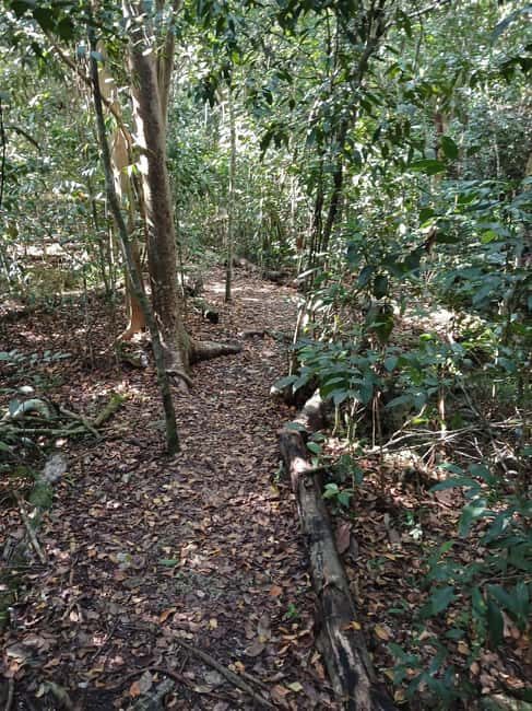 Guided Primeval Nature Walk Tour - Who Should Consider This Tour?