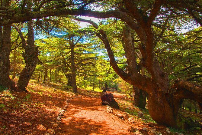 Guided Private tour to Beiteddine Palace , Deir el Qamar and Cedars Forest - Authentic Insights from Travelers