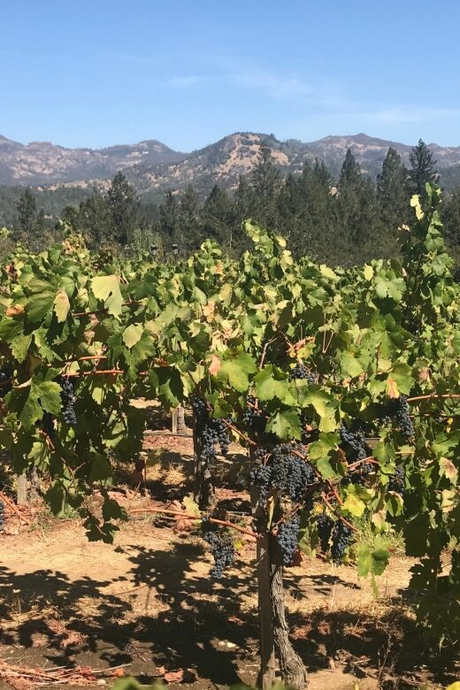 Guided Private Wine Tour to Napa and Sonoma Wine Country - Who Will Love This Tour?