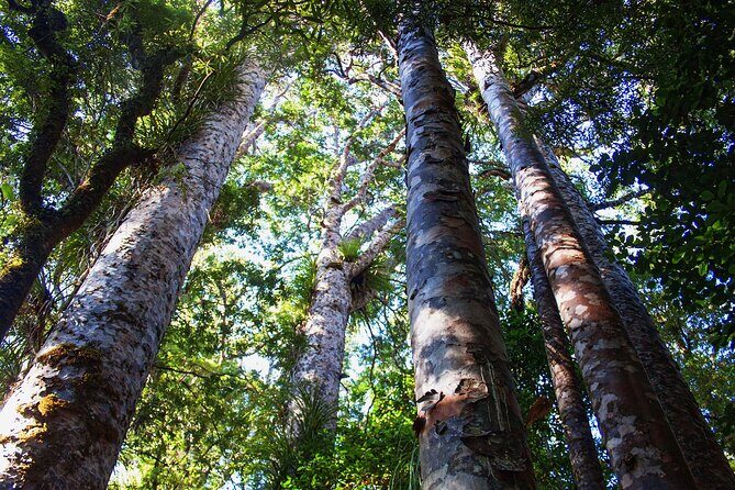 Guided Puketi Kauri Forest Tour in Bay of Islands - What Is the Guided Puketi Kauri Forest Tour?