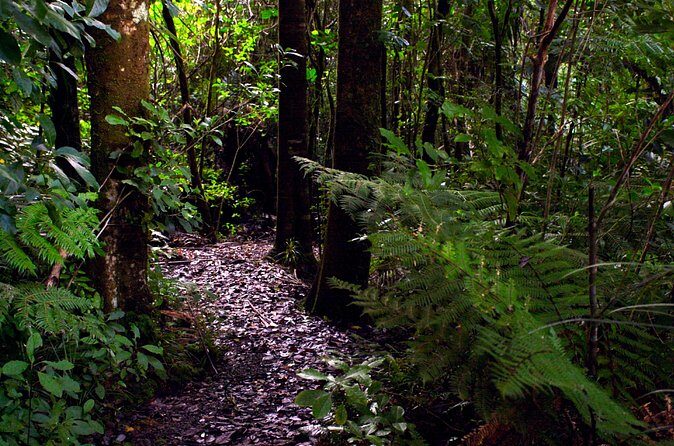 Guided Puketi Kauri Forest Tour in Bay of Islands - What’s Included and What’s Not
