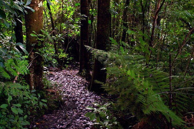 Guided Puketi Kauri Forest Tour in Bay of Islands - Transportation and Meeting Details