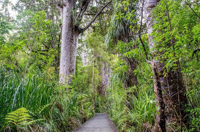 Guided Puketi Kauri Forest Tour in Bay of Islands - Real User Feedback: The Good and the Not-So-Good