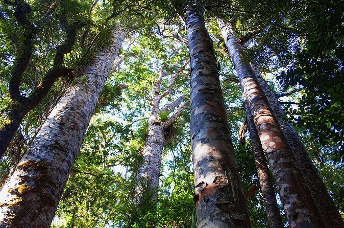 Guided Puketi Kauri Forest Tour in Bay of Islands - Analyzing the Value