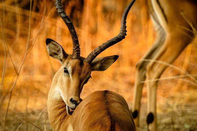 Guided Safari to Murchison Falls from Masindi - FAQ