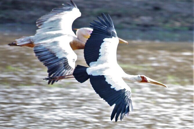 Guided Safari tour, lodging & meals, S. Luangwa National Park by Landcruiser 4x4 - The Wildlife & Nature Experience