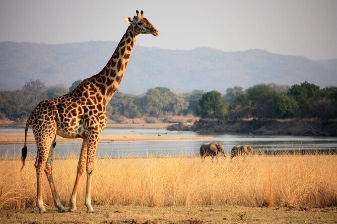 Guided Safari tour, lodging & meals, S. Luangwa National Park by Landcruiser 4x4 - Group Size & Experience Quality