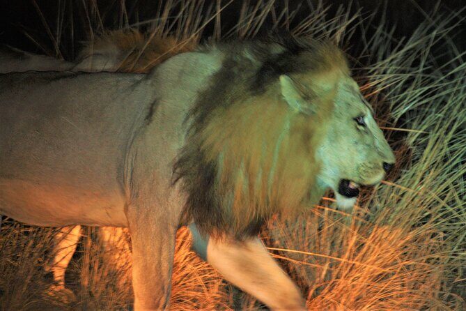 Guided Safari tour, lodging & meals, S. Luangwa National Park by Landcruiser 4x4 - Who Will Love This Safari?