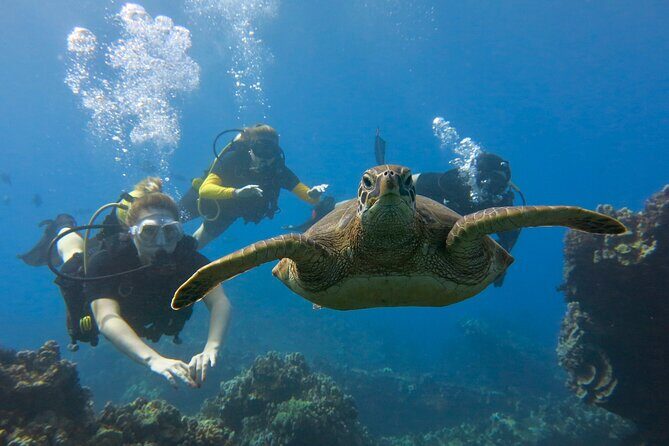 Guided Scuba Dive in Lahaina: Certified - The Sum Up