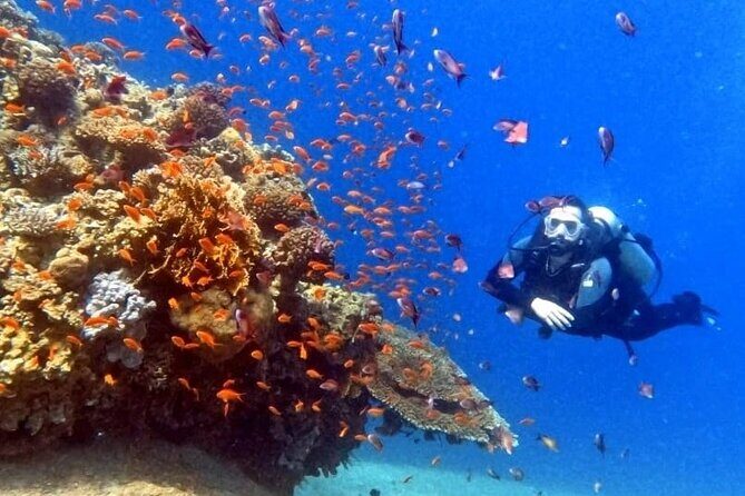 Guided Scuba Diving Adventure in Aqaba - The Equipment and Safety
