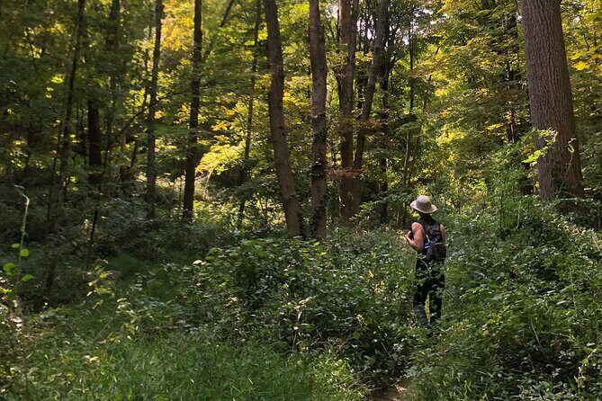 Guided Shared Group Forest Bathing Session in Serene Woodland Park - Who Should Consider This Tour?