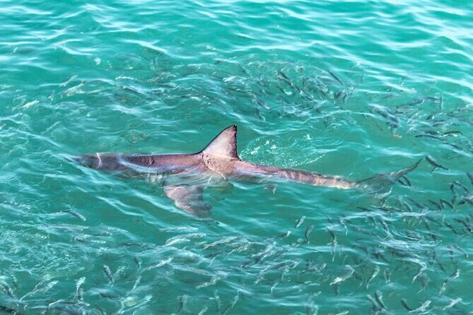 Guided Shark Cage Diving with Hookah Air Supply in Gansbaai - Key Points