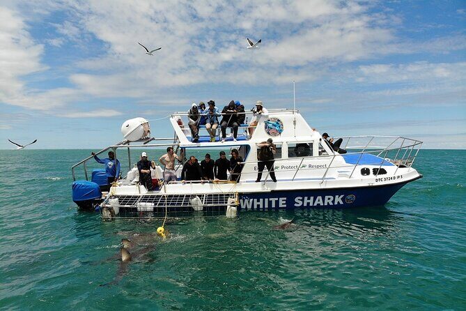 Guided Shark Cage Diving with Hookah Air Supply in Gansbaai - FAQs