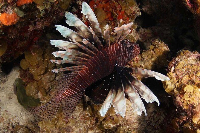 Guided Shore Dive for Certified Divers with Scubaçao (1 tank) - What Makes This Tour Stand Out