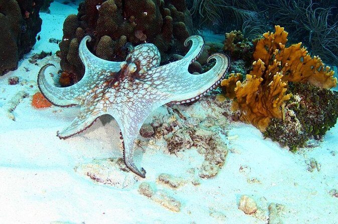 Guided Shore Dive for Certified Divers with Scubaçao (1 tank) - Final Thoughts