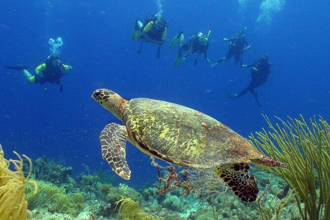 Guided shore dive on one of our house reefs for Certified Divers. - Key Points
