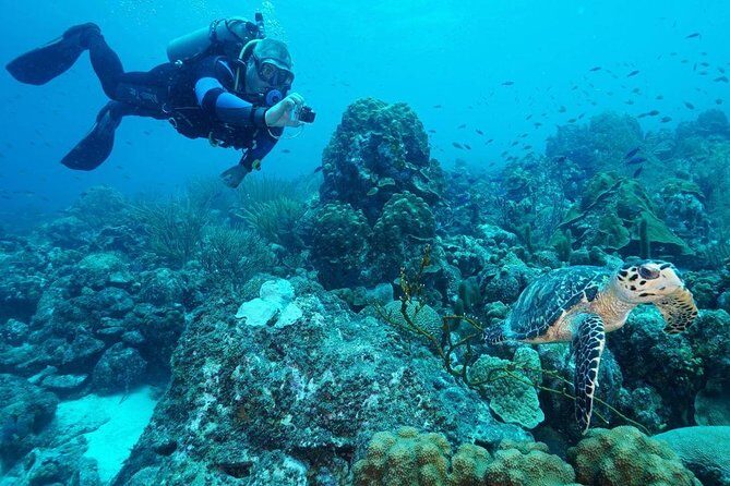 Guided shore dive on one of our house reefs for Certified Divers. - Overview of the Experience