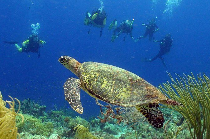 Guided shore dive on one of our house reefs for Certified Divers. - Practical Details and Considerations
