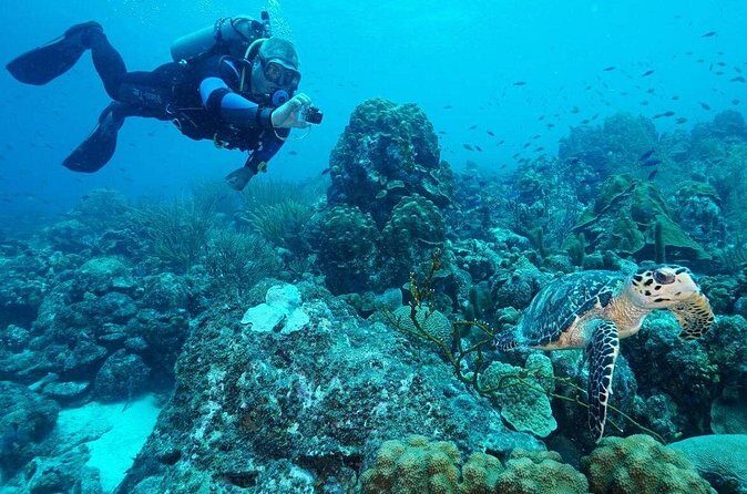Guided shore dive on one of our house reefs for Certified Divers. - Final Thoughts: Who Will Love This Experience?
