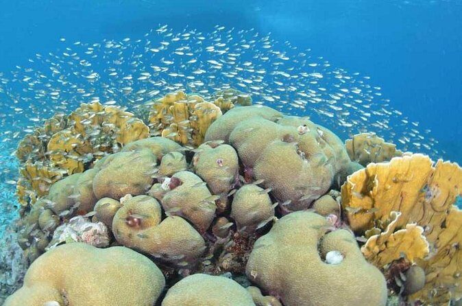Guided shore dive on one of our house reefs for Certified Divers. - FAQ