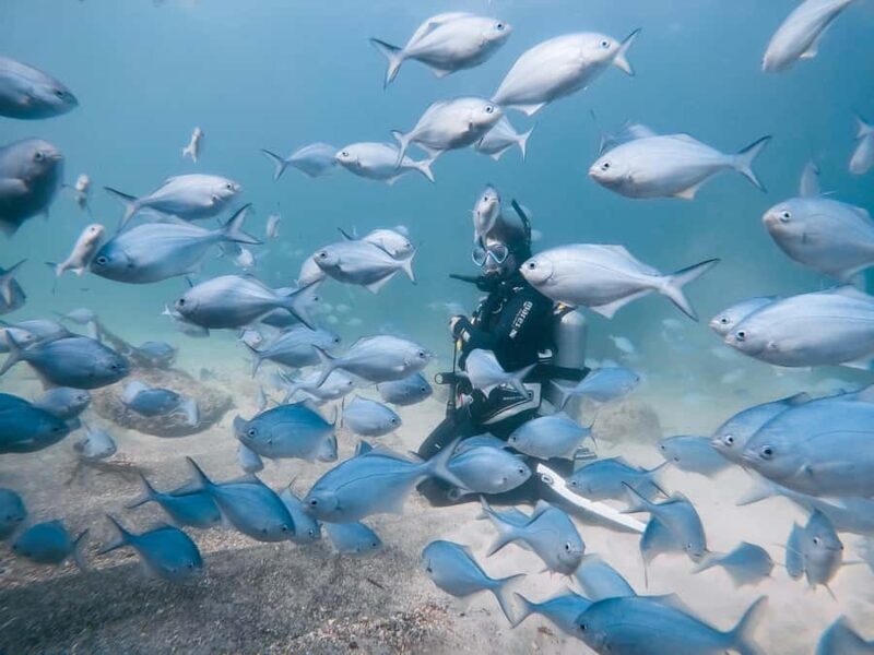 Guided Shore Dive Tour for Certified Divers - The Itinerary in Detail: What to Expect